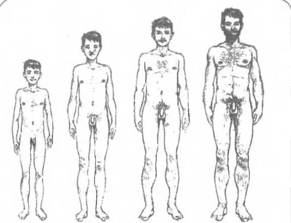 Rozmiar penisa w zależności od wieku